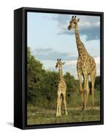 Adult and Young Giraffe Etosha National Park, Namibia, Africa-Ann & Steve Toon-Framed Stretched Canvas