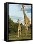 Adult and Young Giraffe Etosha National Park, Namibia, Africa-Ann & Steve Toon-Framed Stretched Canvas