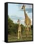 Adult and Young Giraffe Etosha National Park, Namibia, Africa-Ann & Steve Toon-Framed Stretched Canvas