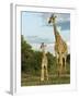 Adult and Young Giraffe Etosha National Park, Namibia, Africa-Ann & Steve Toon-Framed Premium Photographic Print