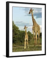 Adult and Young Giraffe Etosha National Park, Namibia, Africa-Ann & Steve Toon-Framed Premium Photographic Print