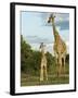 Adult and Young Giraffe Etosha National Park, Namibia, Africa-Ann & Steve Toon-Framed Premium Photographic Print