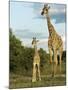 Adult and Young Giraffe Etosha National Park, Namibia, Africa-Ann & Steve Toon-Mounted Premium Photographic Print