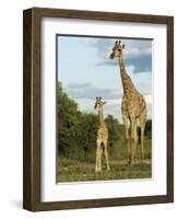 Adult and Young Giraffe Etosha National Park, Namibia, Africa-Ann & Steve Toon-Framed Photographic Print