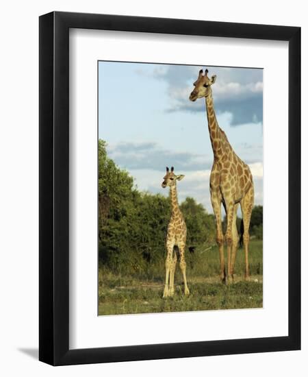 Adult and Young Giraffe Etosha National Park, Namibia, Africa-Ann & Steve Toon-Framed Photographic Print