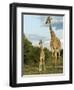 Adult and Young Giraffe Etosha National Park, Namibia, Africa-Ann & Steve Toon-Framed Photographic Print