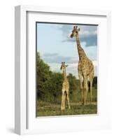 Adult and Young Giraffe Etosha National Park, Namibia, Africa-Ann & Steve Toon-Framed Photographic Print