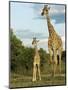 Adult and Young Giraffe Etosha National Park, Namibia, Africa-Ann & Steve Toon-Mounted Photographic Print