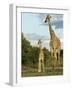 Adult and Young Giraffe Etosha National Park, Namibia, Africa-Ann & Steve Toon-Framed Photographic Print