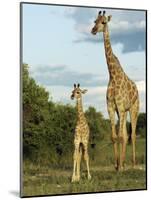 Adult and Young Giraffe Etosha National Park, Namibia, Africa-Ann & Steve Toon-Mounted Photographic Print