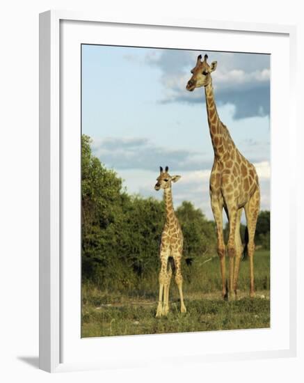 Adult and Young Giraffe Etosha National Park, Namibia, Africa-Ann & Steve Toon-Framed Photographic Print