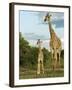 Adult and Young Giraffe Etosha National Park, Namibia, Africa-Ann & Steve Toon-Framed Photographic Print