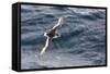Adult Antarctic Petrel (Thalassoica Antarctica) in Flight in the Drake Passage-Michael Nolan-Framed Stretched Canvas