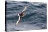 Adult Antarctic Petrel (Thalassoica Antarctica) in Flight in the Drake Passage-Michael Nolan-Stretched Canvas