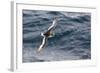 Adult Antarctic Petrel (Thalassoica Antarctica) in Flight in the Drake Passage-Michael Nolan-Framed Photographic Print