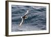 Adult Antarctic Petrel (Thalassoica Antarctica) in Flight in the Drake Passage-Michael Nolan-Framed Photographic Print