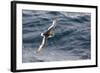 Adult Antarctic Petrel (Thalassoica Antarctica) in Flight in the Drake Passage-Michael Nolan-Framed Photographic Print