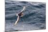 Adult Antarctic Petrel (Thalassoica Antarctica) in Flight in the Drake Passage-Michael Nolan-Mounted Photographic Print