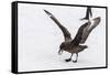 Adult Antarctic Skua (Catharacta Spp) Steals a Penguin Egg from its Parent-Michael Nolan-Framed Stretched Canvas