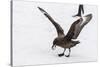 Adult Antarctic Skua (Catharacta Spp) Steals a Penguin Egg from its Parent-Michael Nolan-Stretched Canvas