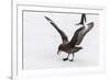 Adult Antarctic Skua (Catharacta Spp) Steals a Penguin Egg from its Parent-Michael Nolan-Framed Photographic Print