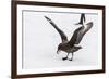 Adult Antarctic Skua (Catharacta Spp) Steals a Penguin Egg from its Parent-Michael Nolan-Framed Photographic Print