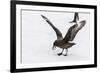 Adult Antarctic Skua (Catharacta Spp) Steals a Penguin Egg from its Parent-Michael Nolan-Framed Photographic Print
