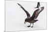 Adult Antarctic Skua (Catharacta Spp) Steals a Penguin Egg from its Parent-Michael Nolan-Mounted Photographic Print