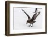 Adult Antarctic Skua (Catharacta Spp) Steals a Penguin Egg from its Parent-Michael Nolan-Framed Photographic Print