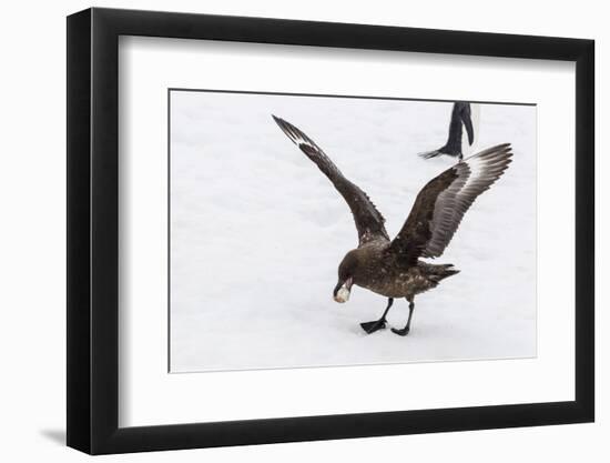 Adult Antarctic Skua (Catharacta Spp) Steals a Penguin Egg from its Parent-Michael Nolan-Framed Photographic Print