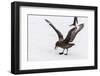 Adult Antarctic Skua (Catharacta Spp) Steals a Penguin Egg from its Parent-Michael Nolan-Framed Photographic Print