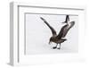 Adult Antarctic Skua (Catharacta Spp) Steals a Penguin Egg from its Parent-Michael Nolan-Framed Photographic Print