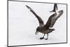 Adult Antarctic Skua (Catharacta Spp) Steals a Penguin Egg from its Parent-Michael Nolan-Mounted Photographic Print