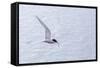 Adult Antarctic Tern (Sterna Vittata) in Flight with Fish in its Bill in the Enterprise Islands-Michael Nolan-Framed Stretched Canvas