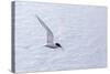 Adult Antarctic Tern (Sterna Vittata) in Flight with Fish in its Bill in the Enterprise Islands-Michael Nolan-Stretched Canvas