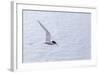 Adult Antarctic Tern (Sterna Vittata) in Flight with Fish in its Bill in the Enterprise Islands-Michael Nolan-Framed Photographic Print