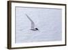 Adult Antarctic Tern (Sterna Vittata) in Flight with Fish in its Bill in the Enterprise Islands-Michael Nolan-Framed Photographic Print