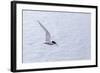 Adult Antarctic Tern (Sterna Vittata) in Flight with Fish in its Bill in the Enterprise Islands-Michael Nolan-Framed Photographic Print