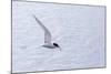 Adult Antarctic Tern (Sterna Vittata) in Flight with Fish in its Bill in the Enterprise Islands-Michael Nolan-Mounted Photographic Print