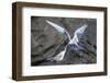Adult Arctic Tern (Sterna Paradisaea) Returning from Sea with Fish for its Chick on Flatey Island-Michael Nolan-Framed Photographic Print