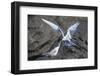 Adult Arctic Tern (Sterna Paradisaea) Returning from Sea with Fish for its Chick on Flatey Island-Michael Nolan-Framed Photographic Print