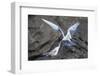 Adult Arctic Tern (Sterna Paradisaea) Returning from Sea with Fish for its Chick on Flatey Island-Michael Nolan-Framed Photographic Print