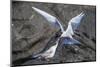 Adult Arctic Tern (Sterna Paradisaea) Returning from Sea with Fish for its Chick on Flatey Island-Michael Nolan-Mounted Photographic Print