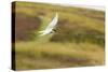 Adult Arctic Tern (Sterna Paradisaea) Returning to Chick with Small Fish-Michael Nolan-Stretched Canvas