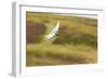 Adult Arctic Tern (Sterna Paradisaea) Returning to Chick with Small Fish-Michael Nolan-Framed Photographic Print