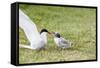 Adult Arctic Tern (Sterna Paradisaea) Returning to Chick with Small Fish-Michael Nolan-Framed Stretched Canvas