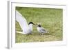 Adult Arctic Tern (Sterna Paradisaea) Returning to Chick with Small Fish-Michael Nolan-Framed Photographic Print