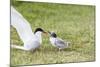 Adult Arctic Tern (Sterna Paradisaea) Returning to Chick with Small Fish-Michael Nolan-Mounted Photographic Print