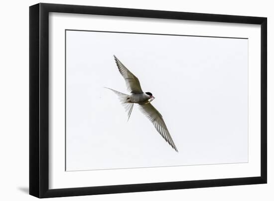 Adult Arctic Tern (Sterna Paradisaea) Returning to Chick with Small Fish-Michael Nolan-Framed Photographic Print