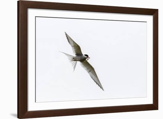 Adult Arctic Tern (Sterna Paradisaea) Returning to Chick with Small Fish-Michael Nolan-Framed Photographic Print